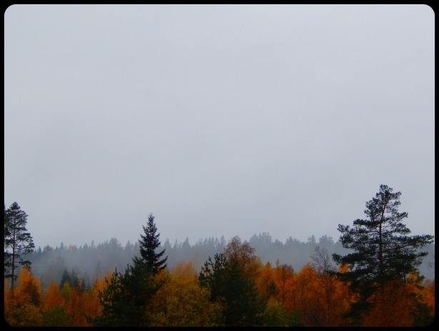 autumn fog with trees