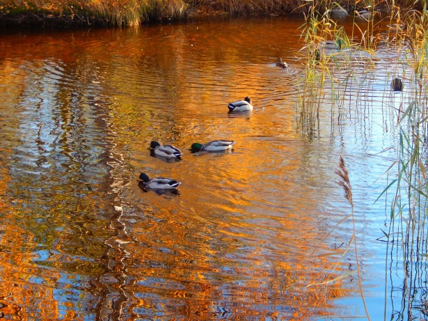 ducks in the pond fall